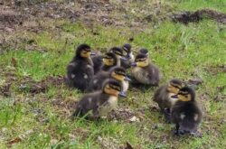 Things to Do in St. John’s during the May Long Weekend