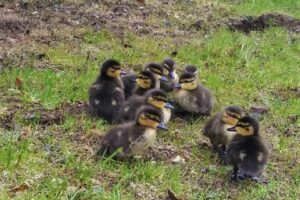 Things to Do in St. John’s during the May Long Weekend
