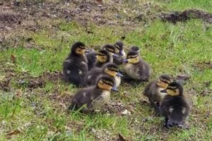 Things to Do in St. John’s during the May Long Weekend