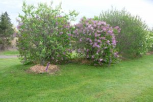 Warkworth Lilac Festival