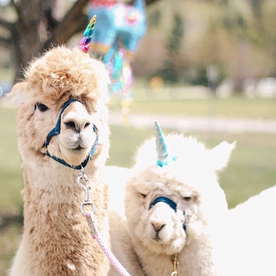 45 Best Pictures Petting Farm Near Me - 7 Kid Friendly Animal Farms In Singapore To Visit In 2021