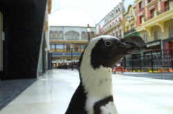 Watch Penguins Taking a Stroll Through Alberta's Giant Mall