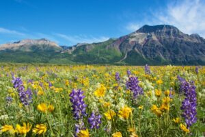 Wildflower Walk: Explore Colourful Carpets of Flowers at Waterton Lakes National Park in June