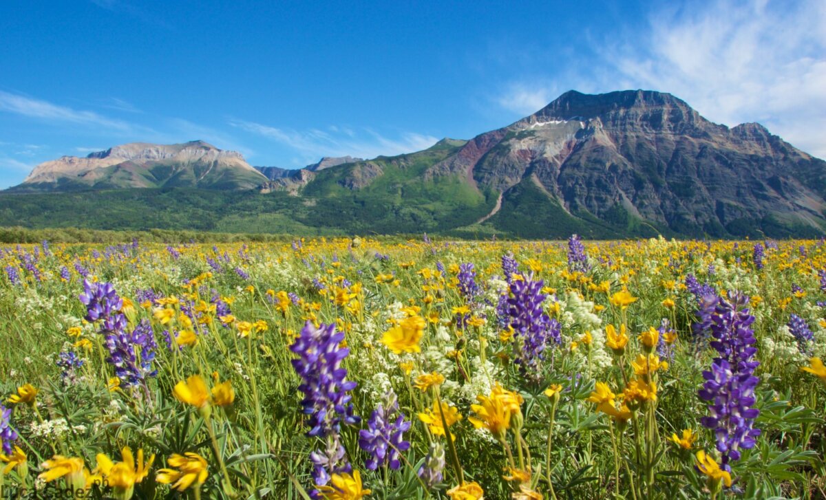 Wildflower Walk Explore Colourful Carpets of Flowers at Waterton Lakes