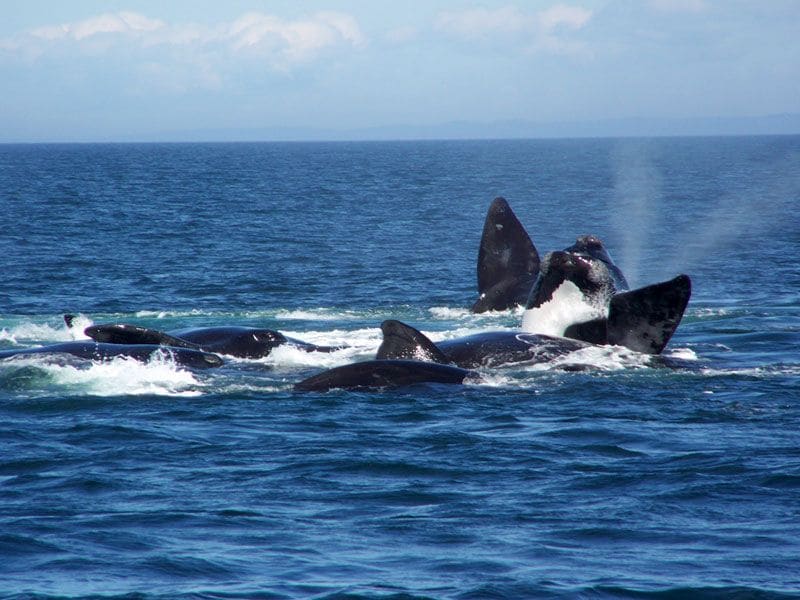 Outdoor Adventures in Nova Scotia