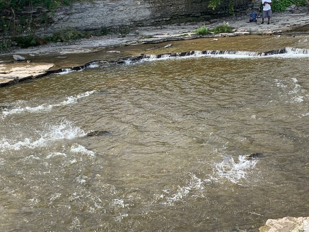 Where to See Salmon Run in and Around Greater Toronto Area