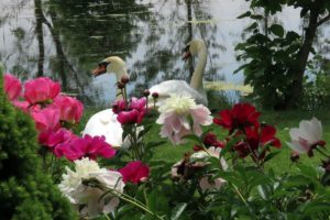 Whistling Gardens: Visit One of Canada's Best Botanical Gardens With the Largest Public Peony Collection in North America