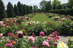 Gardens to Visit in Southwestern Ontario For Colourful Spring and Summer Day Trips