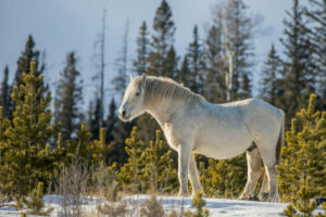 12 Rescued Animal, Wildlife & Nature Sanctuaries to Visit in Alberta