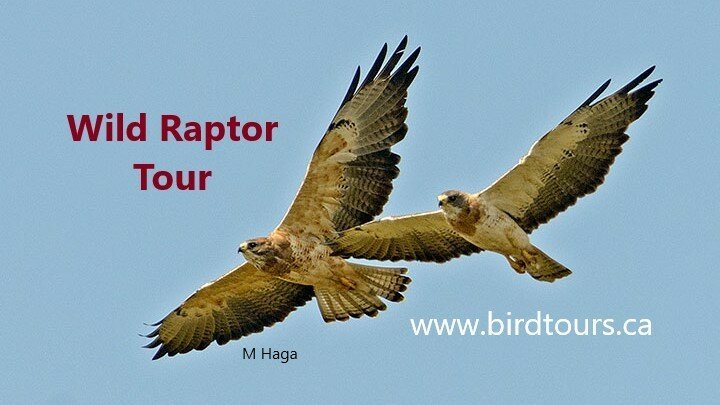Wild Raptor Tour