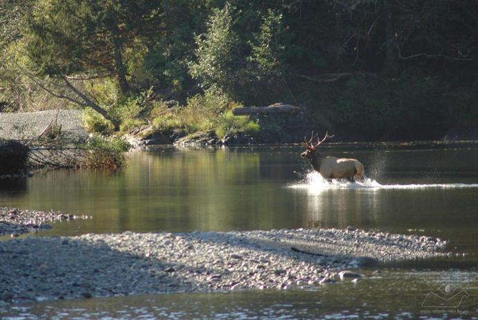 Wildlife Tracking the Elk River Valley wildlife-tracking1