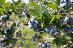 Plan a Blueberry Picking Trip East of Toronto This August Long Weekend
