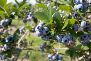 Plan a Blueberry Picking Trip East of Toronto This August Long Weekend