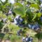 Plan a Blueberry Picking Trip East of Toronto This August Long Weekend