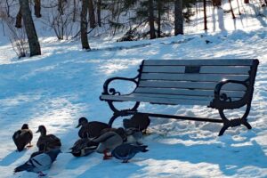 15 Things to Do during Christmas - Winter Holidays in St John's