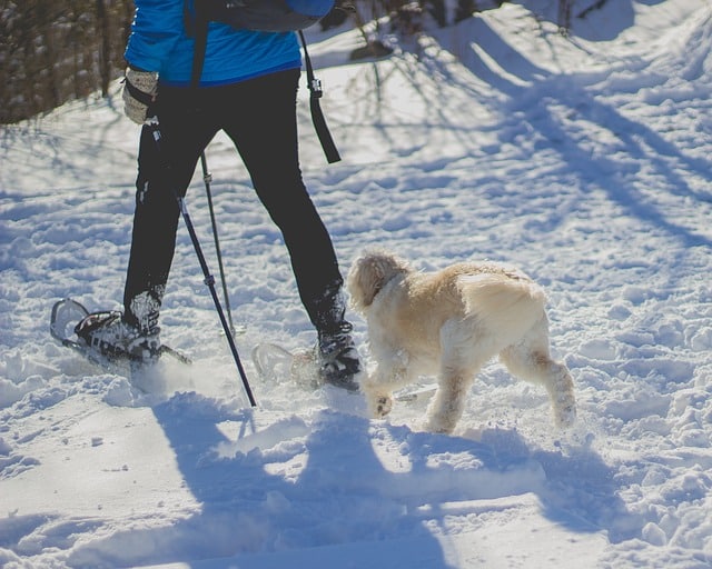 Things to Do during Winter/Christmas Holidays in St. John’s