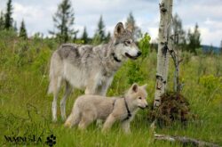 Wolfdog Wonders: A Day Trip to Yamnuska Wolfdog Sanctuary Near Calgary