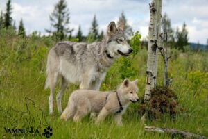 Wolfdog Wonders: A Day Trip to Yamnuska Wolfdog Sanctuary Near Calgary