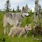 Wolfdog Wonders: A Day Trip to Yamnuska Wolfdog Sanctuary Near Calgary