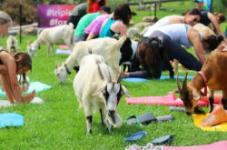 Yoga with GOATS!