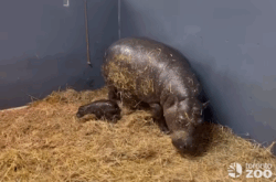 Toronto Zoo Welcomes Endangered Pygmy Hippo Calf