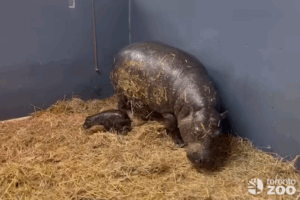 Toronto Zoo Welcomes Endangered Pygmy Hippo Calf
