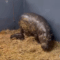 Toronto Zoo Welcomes Endangered Pygmy Hippo Calf