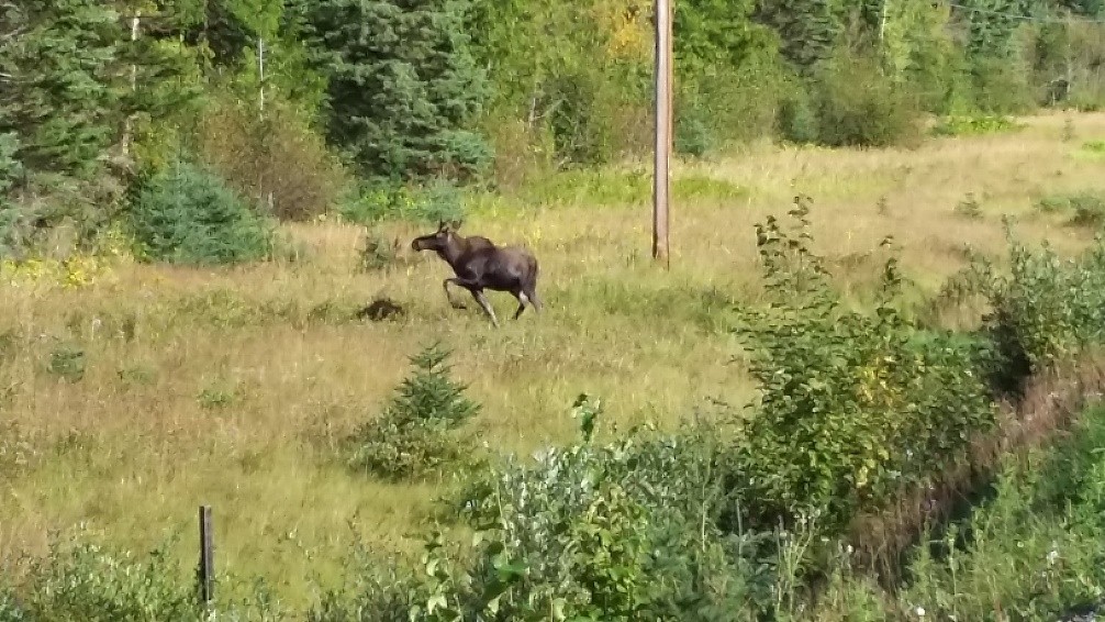 Yukon Wildlife Preserve