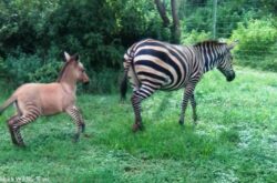 Look, a Zebra… a Donkey, No, Wait, It’s a Zonkey!