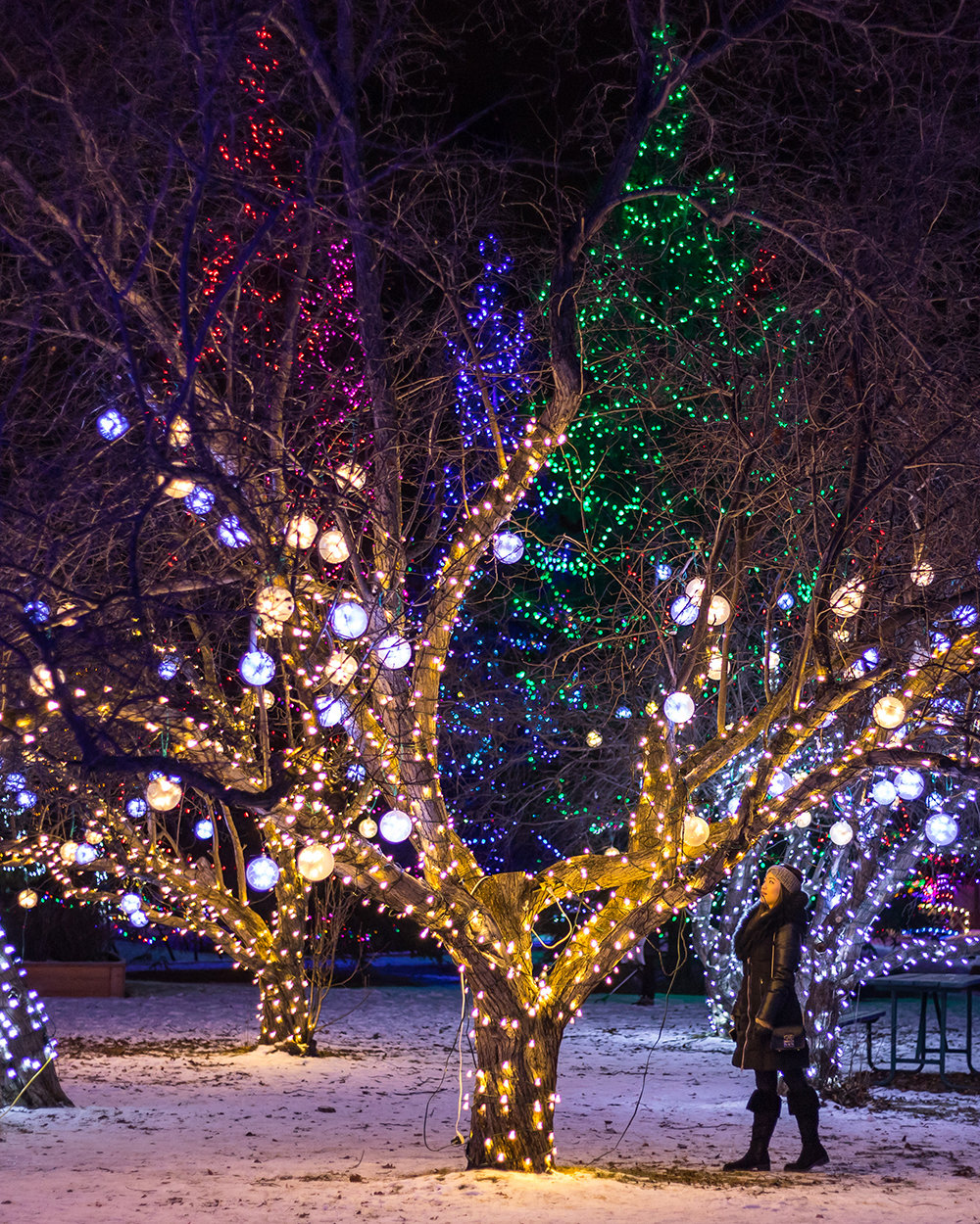 zoo lights winnipeg