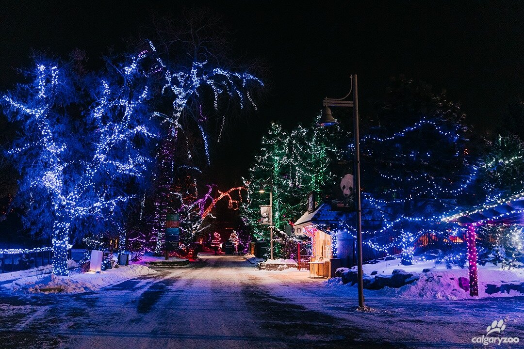 Glen Avenue Christmas Garden 2022 Best Places To See Christmas Lights & Holiday Displays In Calgary Area