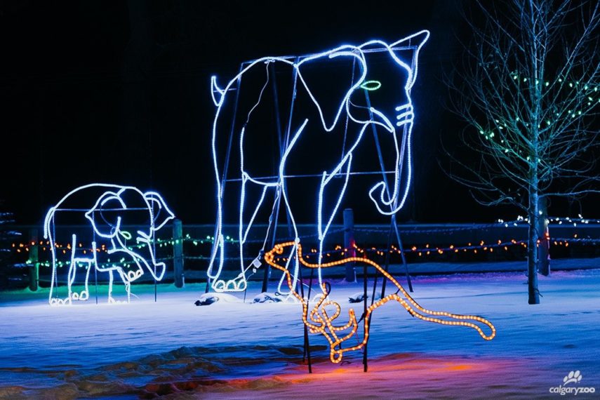 Zoo Lights 202021 Calgary Zoo, 1300 Zoo Rd NE, Calgary To Do Canada
