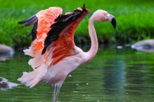 Calgary Zoo - ZooNights - May 21 & 22