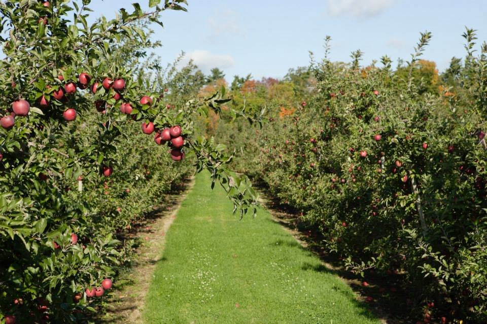 Apple Picking at Chudleigh’s Farm
