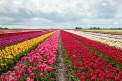 BerkelBloem: Blissful Bloom Escape Awaits at This U-Pick Tulip Farm in Southwestern Ontario