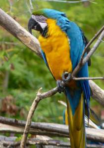 Bird Kingdom, Niagara Falls, Ontario, Canada