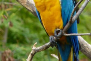 Bird Kingdom, Niagara Falls, Ontario, Canada