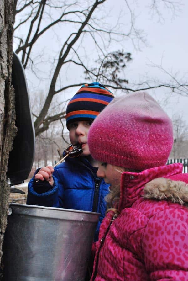 Maple Syrup Festivals in and around Toronto 2018
