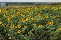 Bowden SunMaze