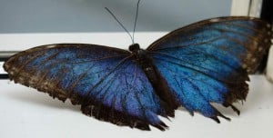 butterfly