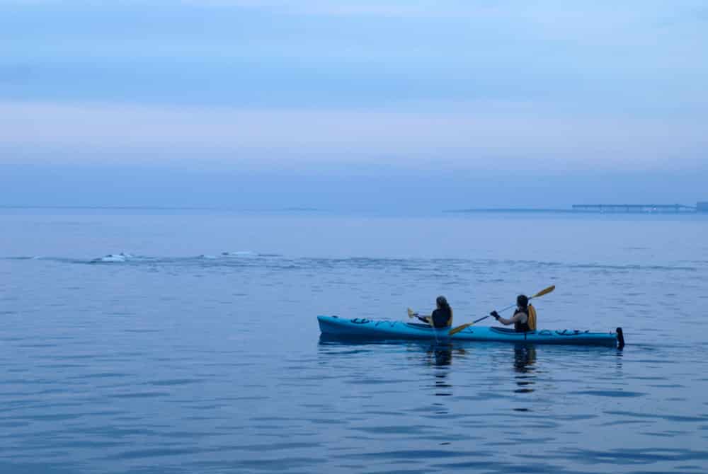 Birds, Bears and Belugas