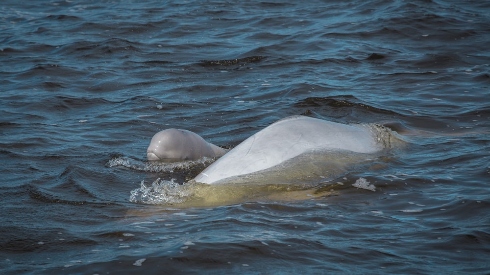 Birds, Bears and Belugas Tour