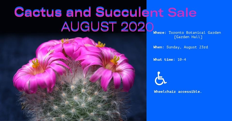 The Best Cactus and Succulent Sale of 2020