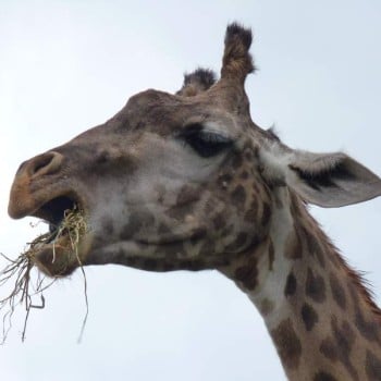 calgarygiraffe
