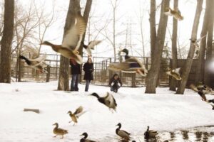 Things to Do this Winter in Calgary