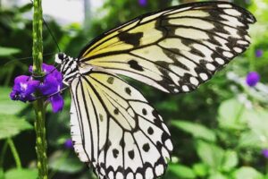 Family Fun Things to Do During Christmas Break in Kitchener-Waterloo Region