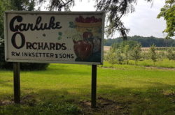 Pick Your Own at Carluke Apple Orchard