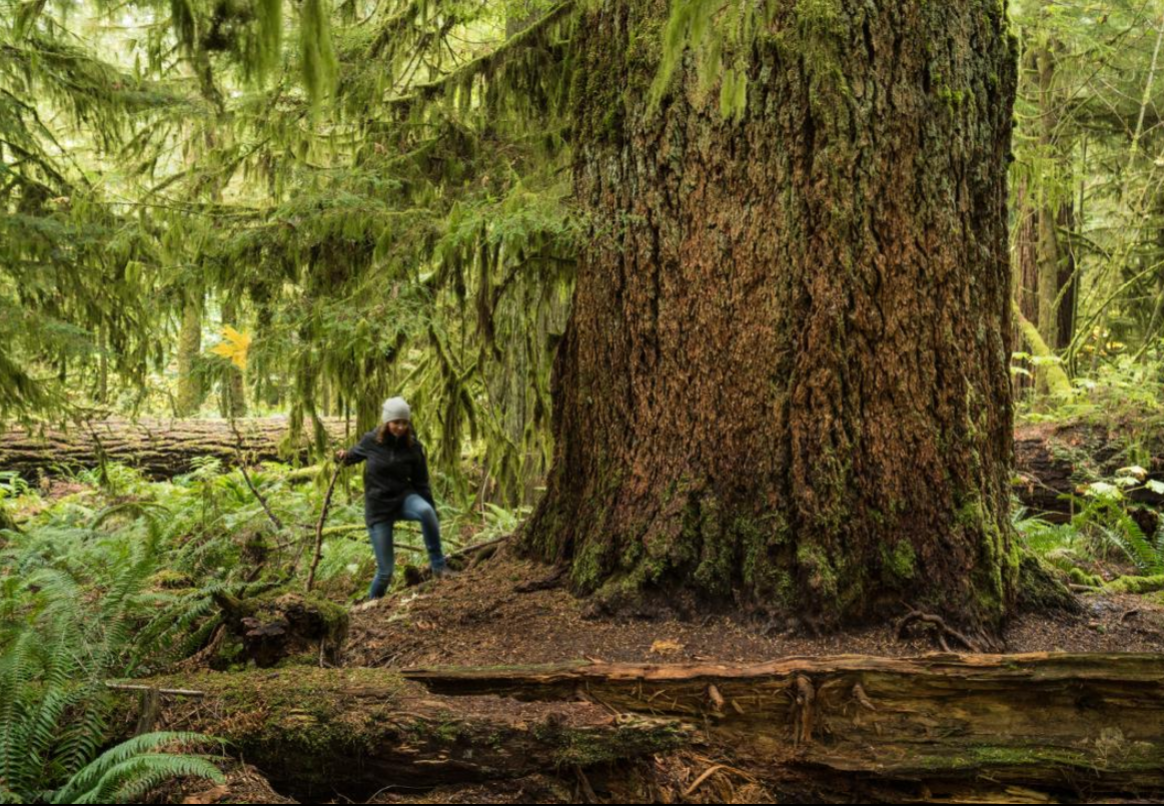 Cathedral Grove, Macmillan Provincial Park