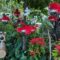 christmas-show-Allan-1