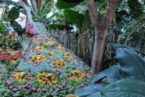 Allan Gardens Winter Flower Show